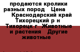 продаются кролики разных пород › Цена ­ 200 - Краснодарский край, Тихорецкий р-н, Тихорецк г. Животные и растения » Другие животные   